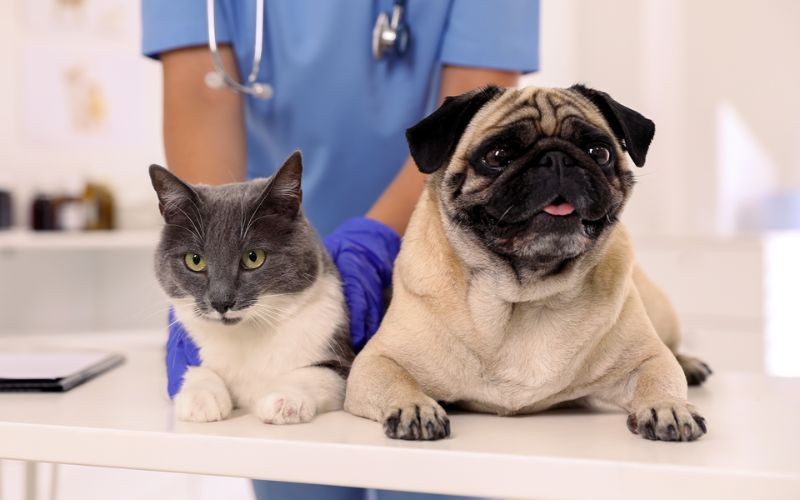 Diabetes in pets